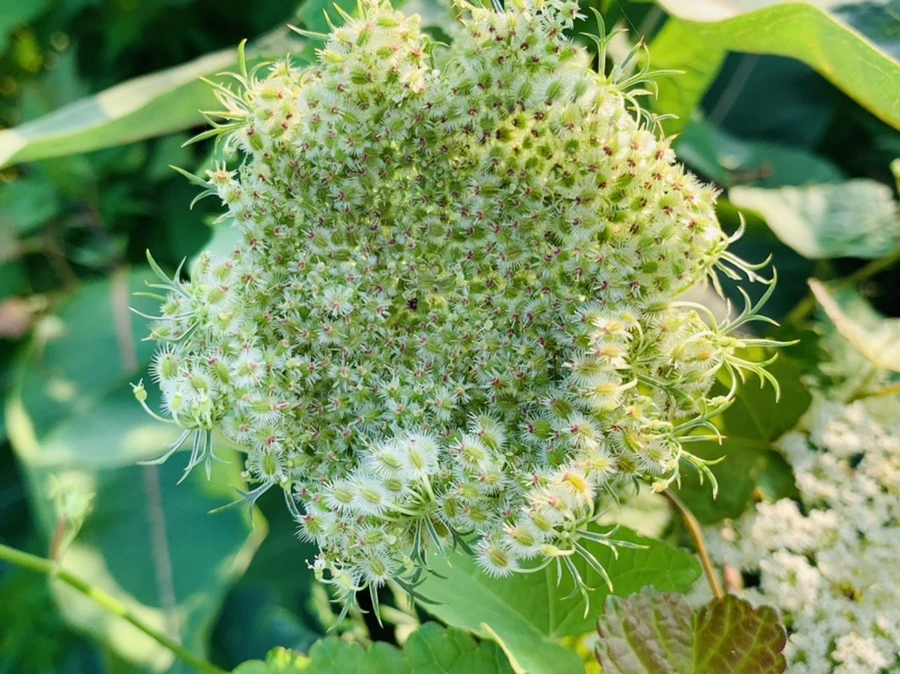 IMG_6460.jpg?type=w966