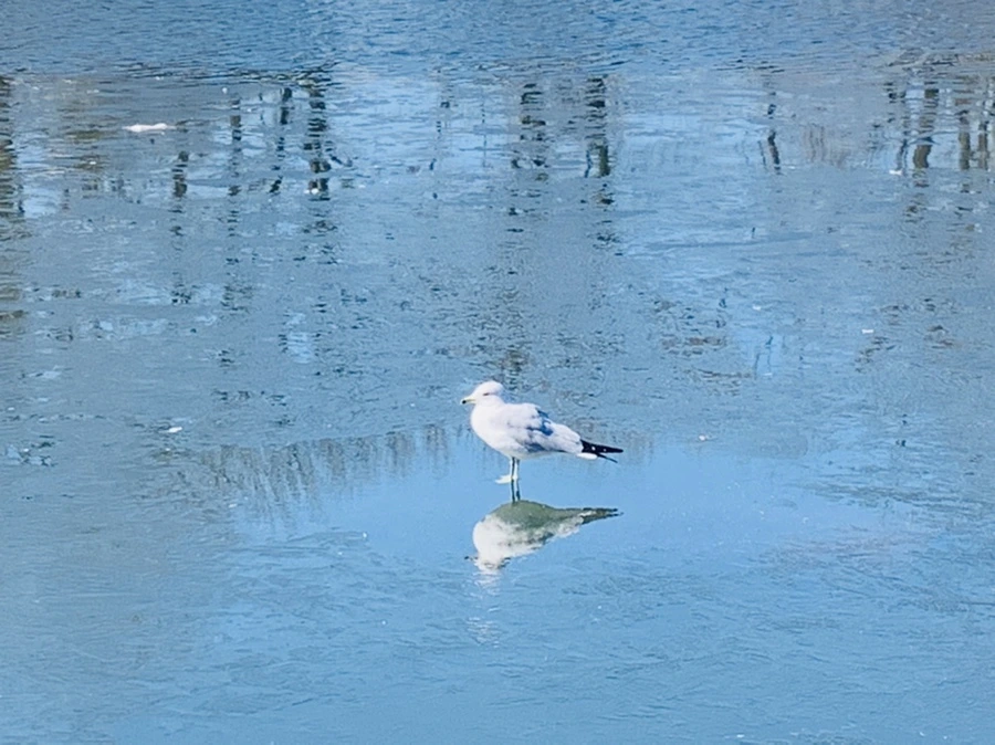 IMG_7002.jpg?type=w966