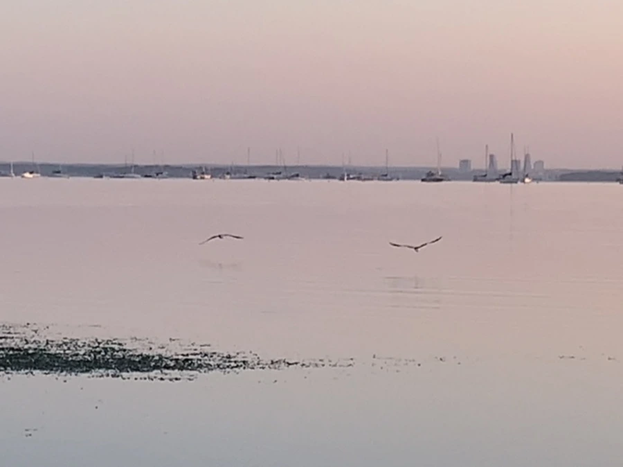 IMG_0183.jpg?type=w966