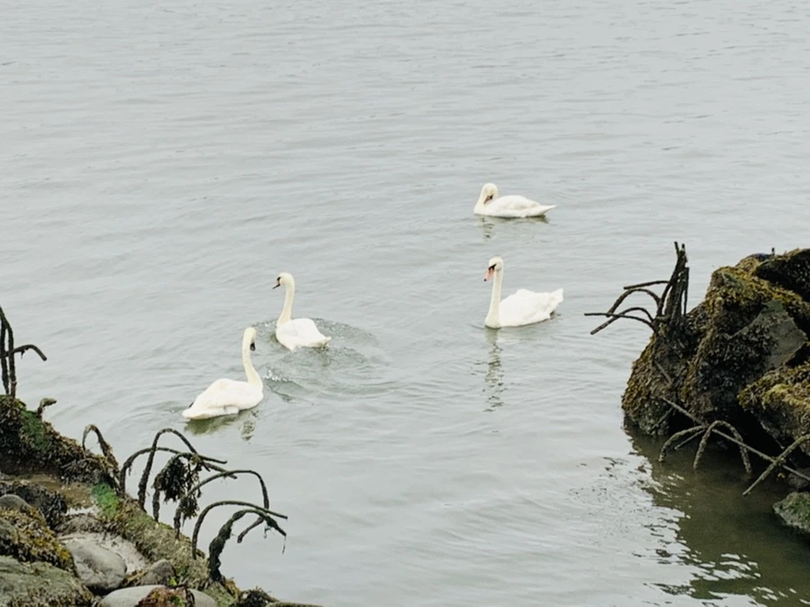 IMG_5162.jpg?type=w966