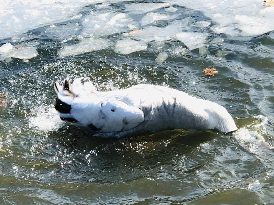 IMG_5400.jpg?type=w966