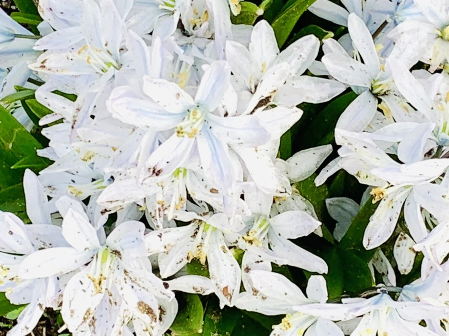 IMG_4121.jpg?type=w966