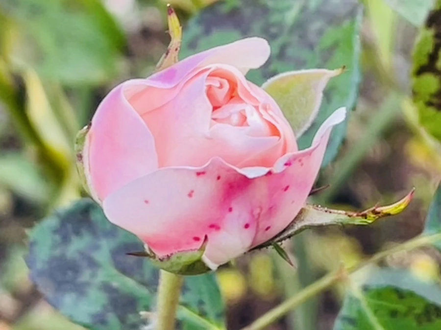 IMG_6014.jpg?type=w966