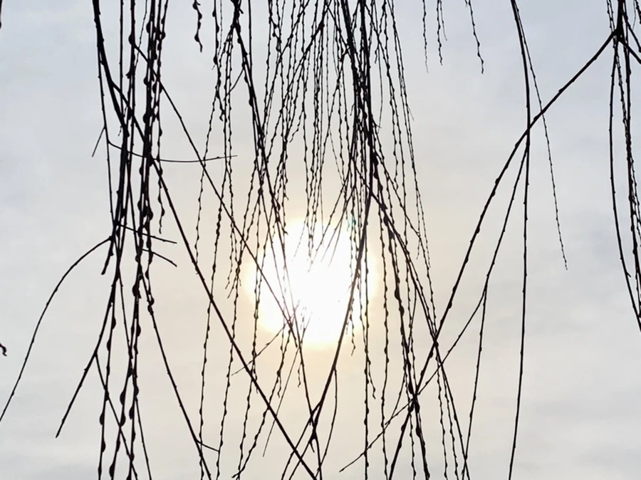 IMG_0289.jpg?type=w966