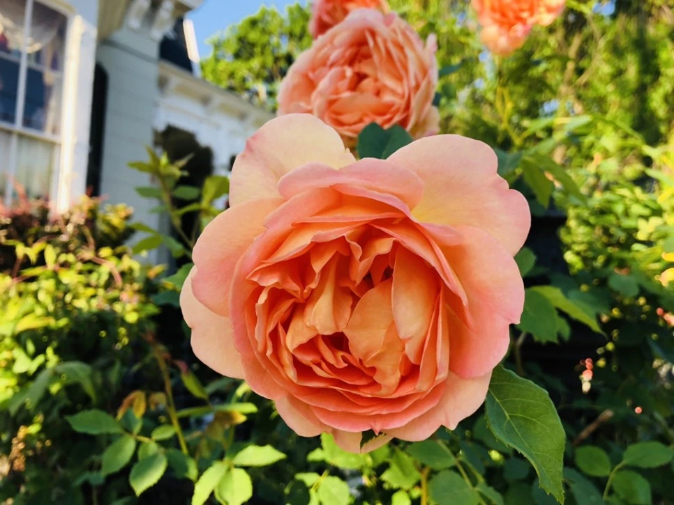 IMG_5620.jpg?type=w966