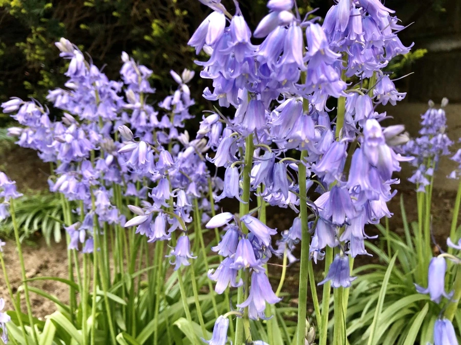 IMG_7286.jpg?type=w966