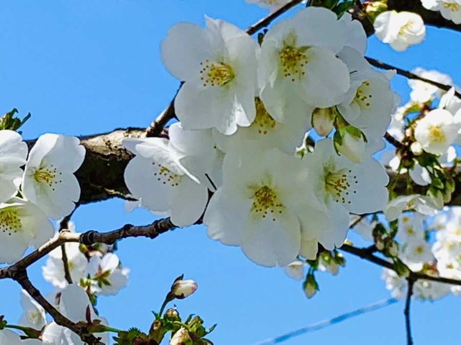 IMG_8387.jpg?type=w966