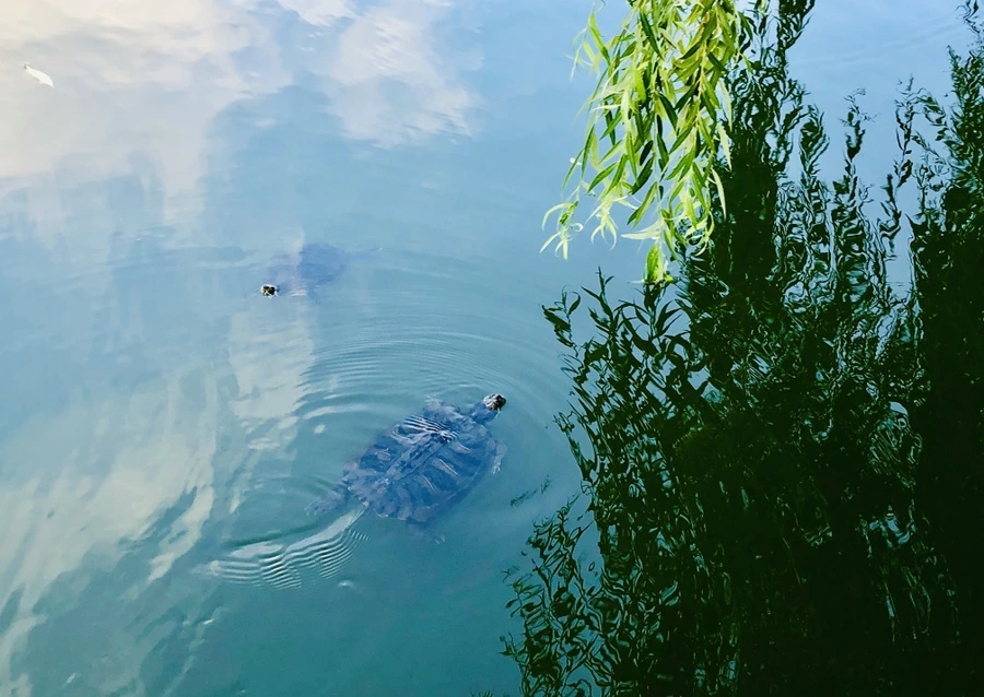 IMG_1651.jpg?type=w966