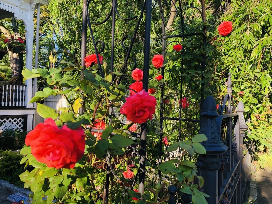 IMG_5621.jpg?type=w966