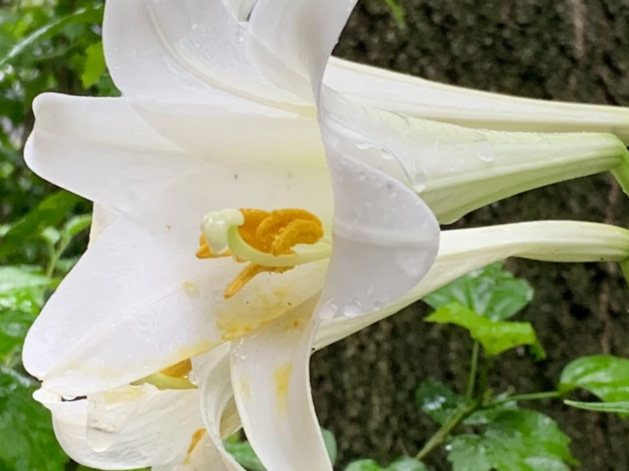 IMG_0102.jpg?type=w966