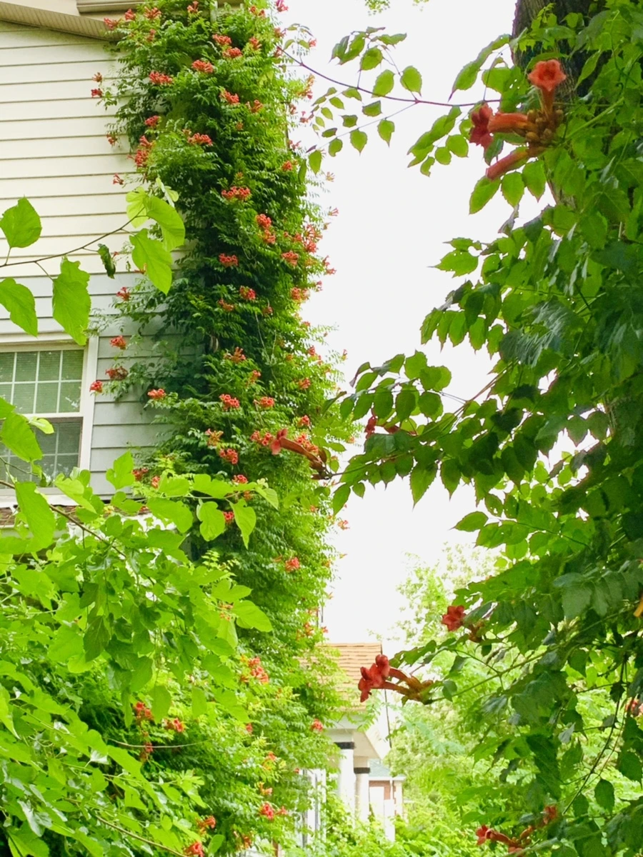 IMG_7448.jpg?type=w966