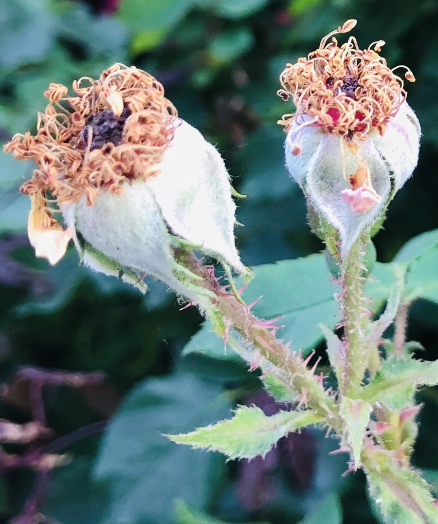 IMG_9651.jpg?type=w966