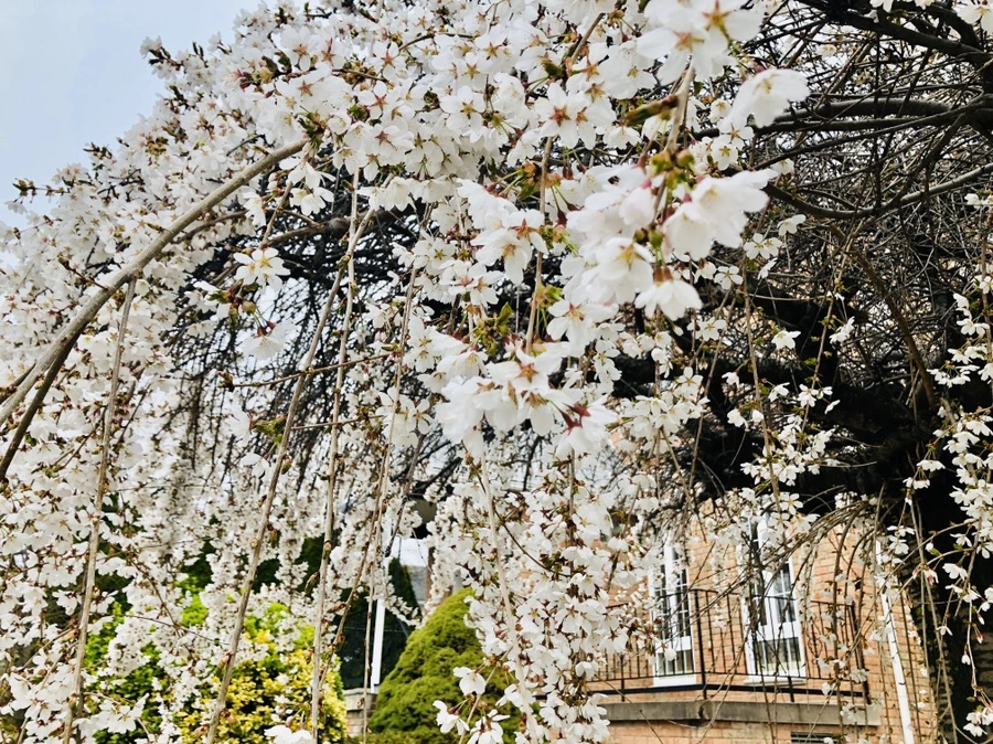 IMG_6720.jpg?type=w966