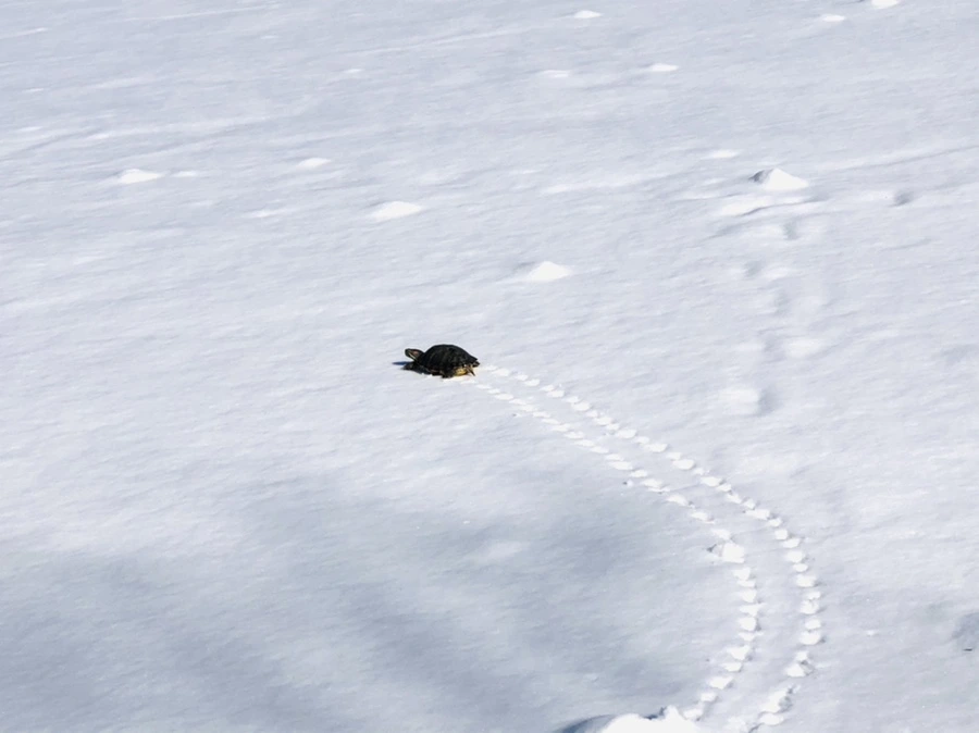 IMG_1729.jpg?type=w966