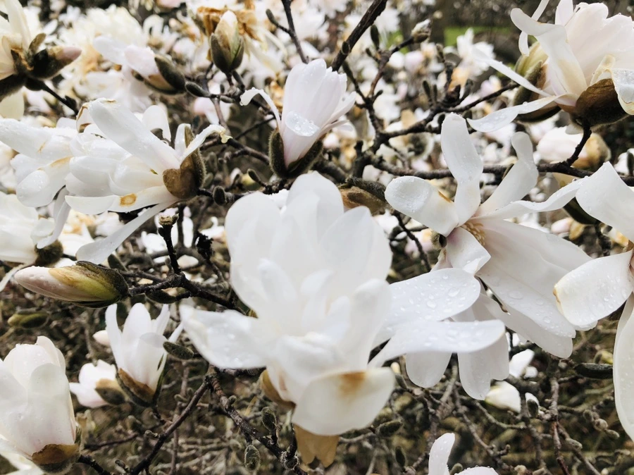 IMG_2331.jpg?type=w966