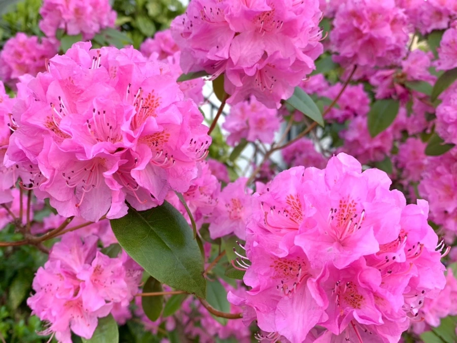 IMG_5006.jpg?type=w966