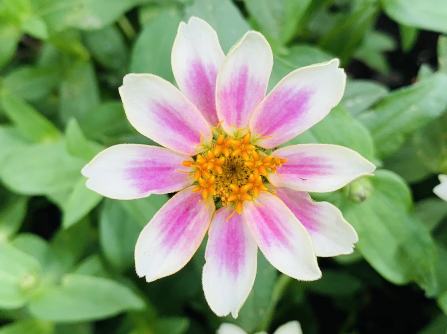 IMG_9186.jpg?type=w966