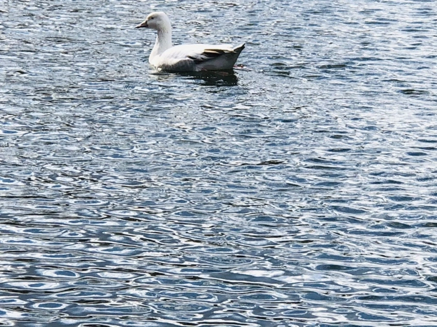 IMG_4370.jpg?type=w966