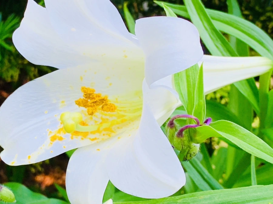 IMG_8745.jpg?type=w966