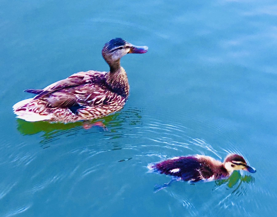 IMG_2687.jpg?type=w966