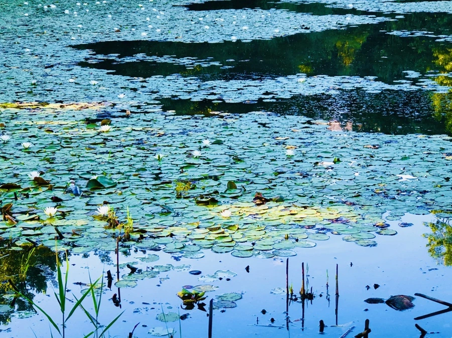 IMG_3774.jpg?type=w966