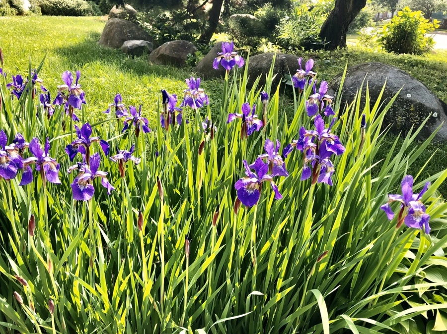 IMG_7447.jpg?type=w966