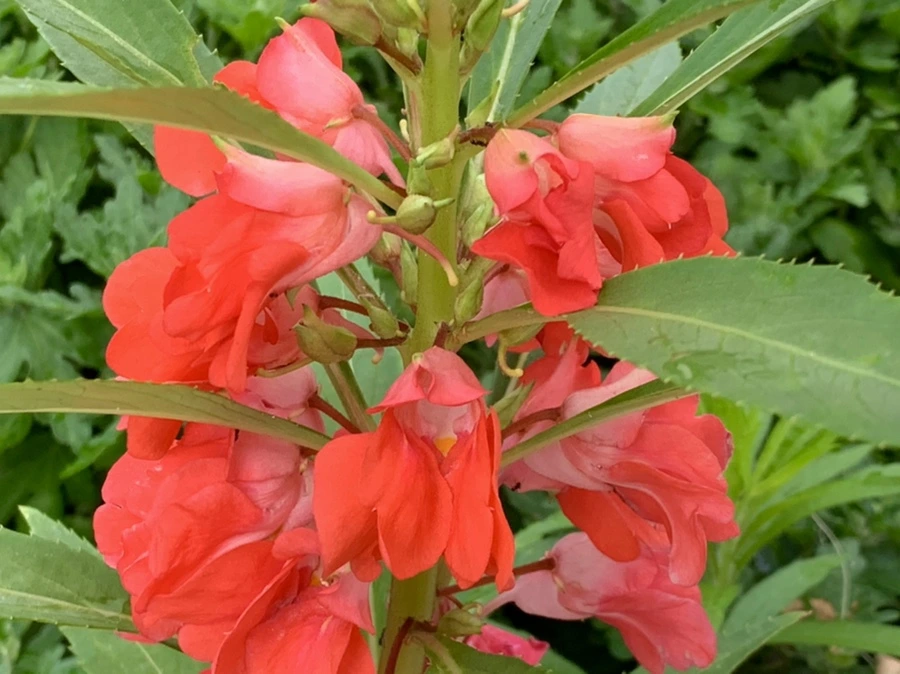 IMG_5867.jpg?type=w966