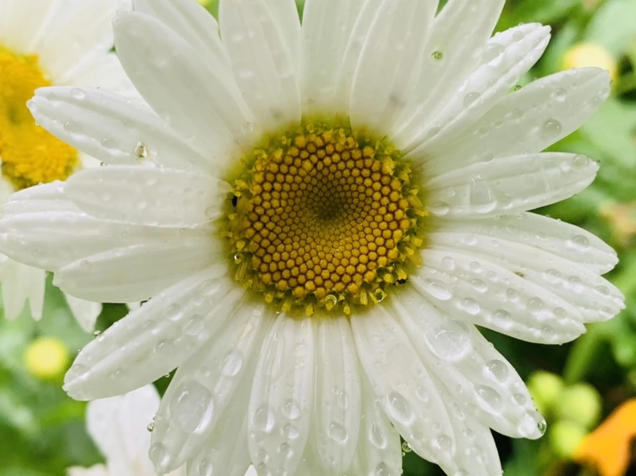 IMG_0191.jpg?type=w966