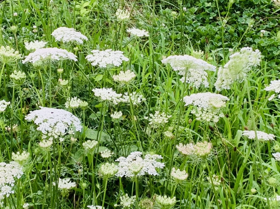 IMG_7729.jpg?type=w966