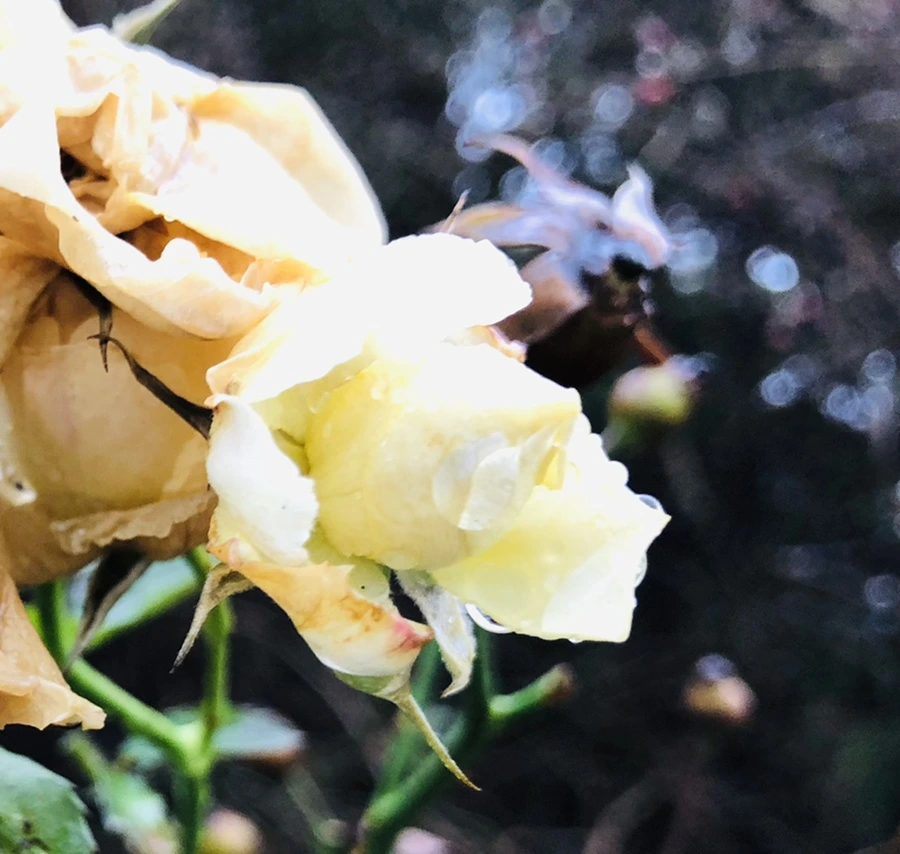 IMG_8068.jpg?type=w966