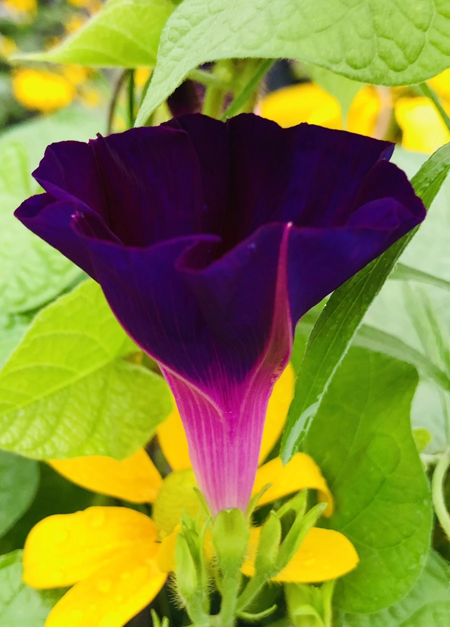 IMG_4308.jpg?type=w966