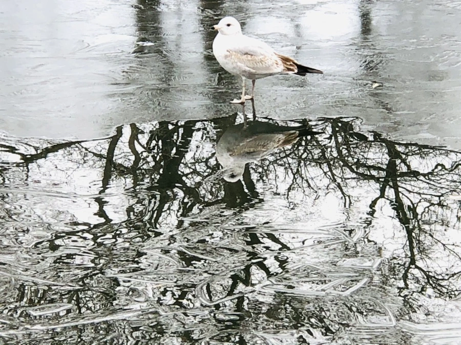 IMG_9001.jpg?type=w966