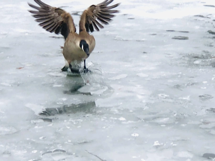 IMG_6251.jpg?type=w966