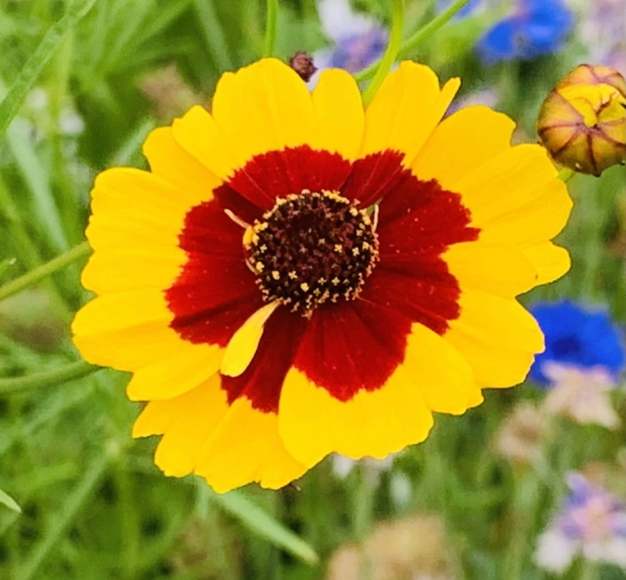 IMG_7266.jpg?type=w966