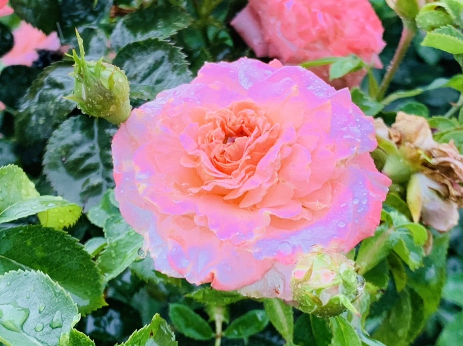 IMG_8798.jpg?type=w966