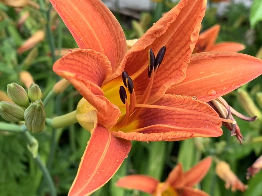 IMG_3586.jpg?type=w966