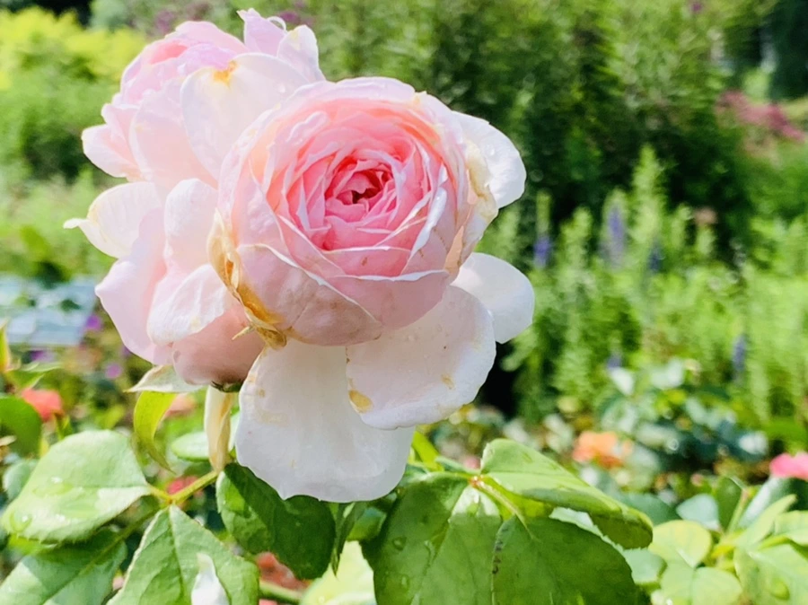 IMG_8481.jpg?type=w966