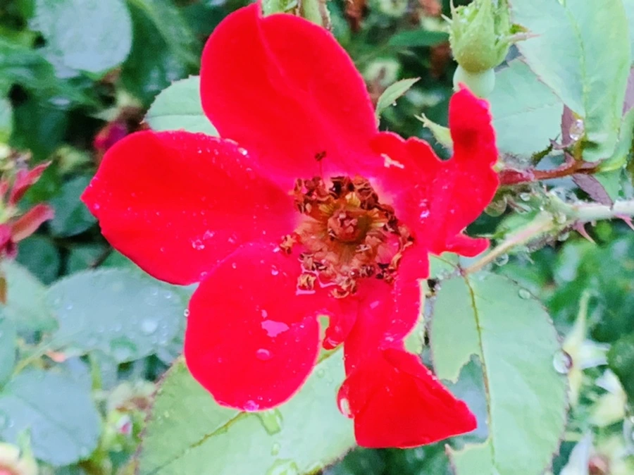 IMG_3725.jpg?type=w966