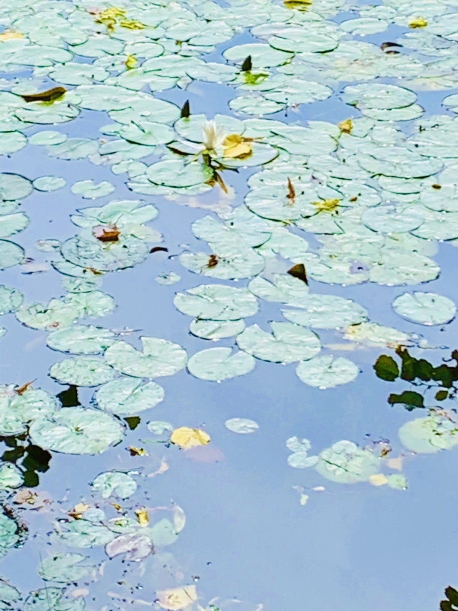 IMG_9326.jpg?type=w966