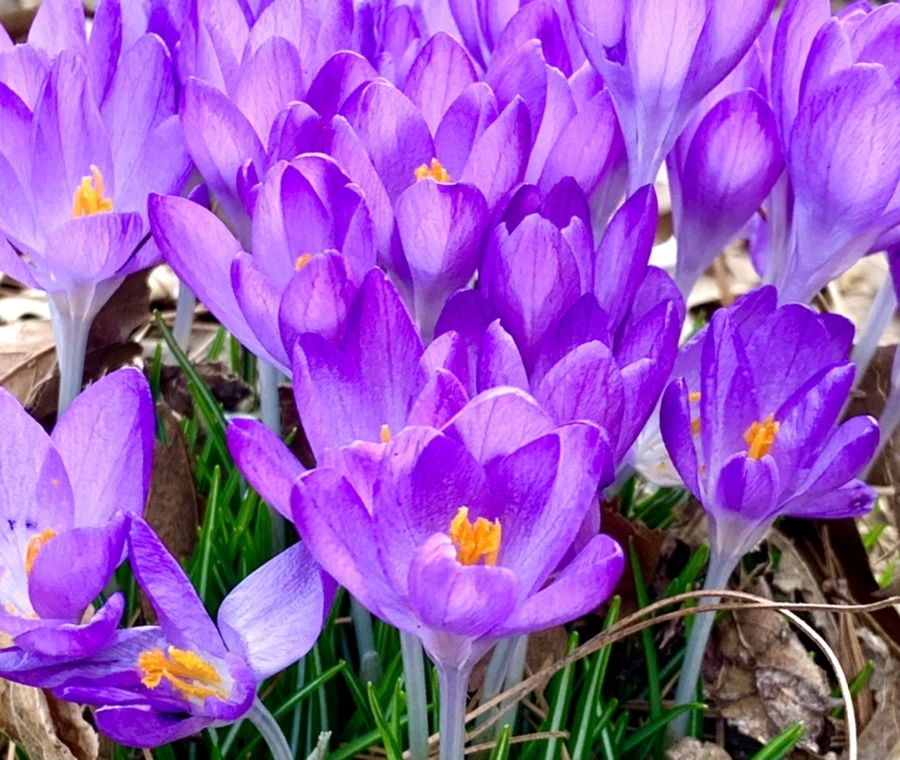 IMG_1234.jpg?type=w966