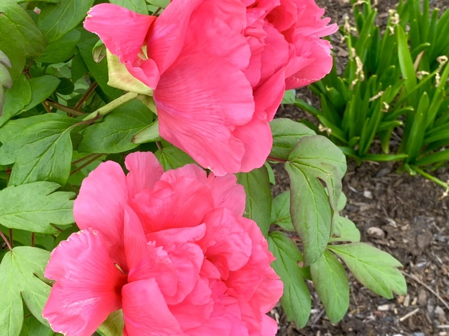 IMG_9105.jpg?type=w966