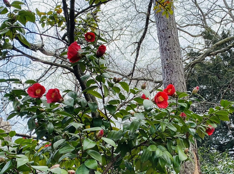 IMG_7103.jpg?type=w966