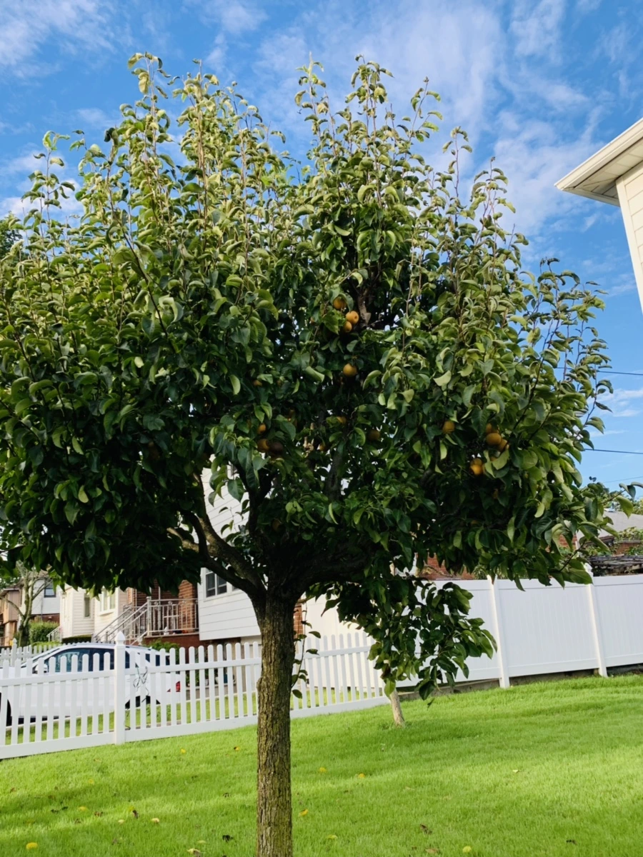 IMG_7022.jpg?type=w966