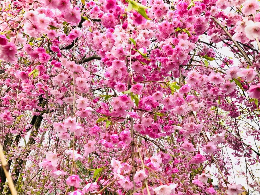 IMG_5113.jpg?type=w966