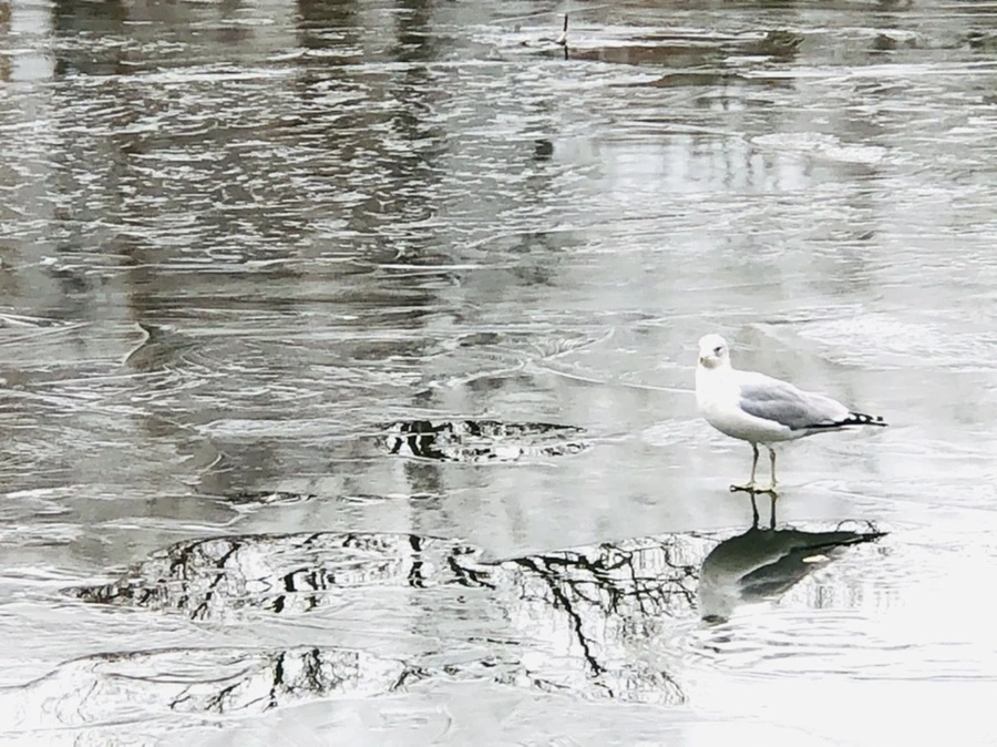 IMG_8964.jpg?type=w966