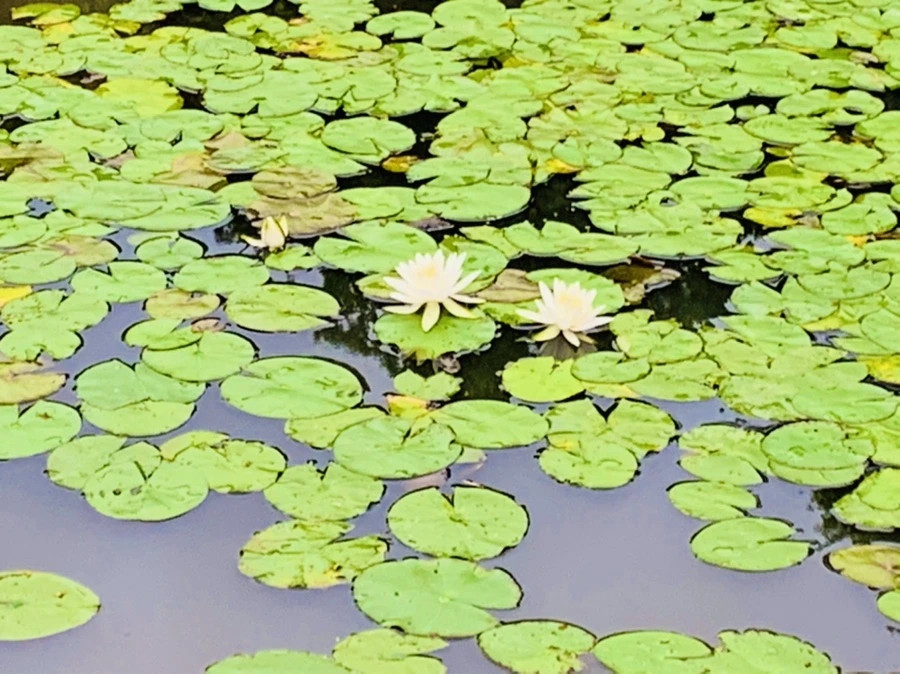 IMG_7173.jpg?type=w966