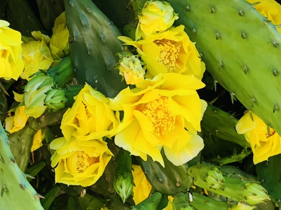 IMG_4354.jpg?type=w966