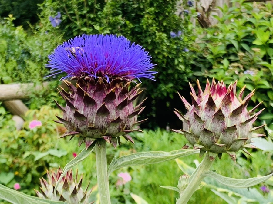 IMG_9398.jpg?type=w966