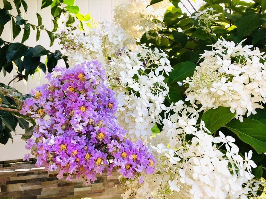 IMG_4702.jpg?type=w966