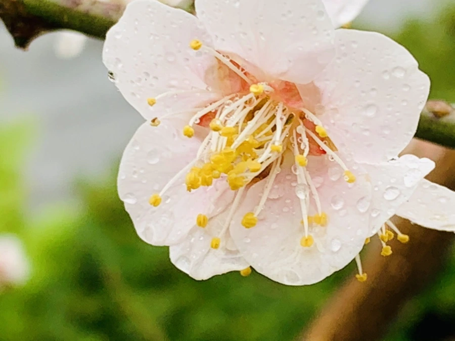 IMG_1818.jpg?type=w966